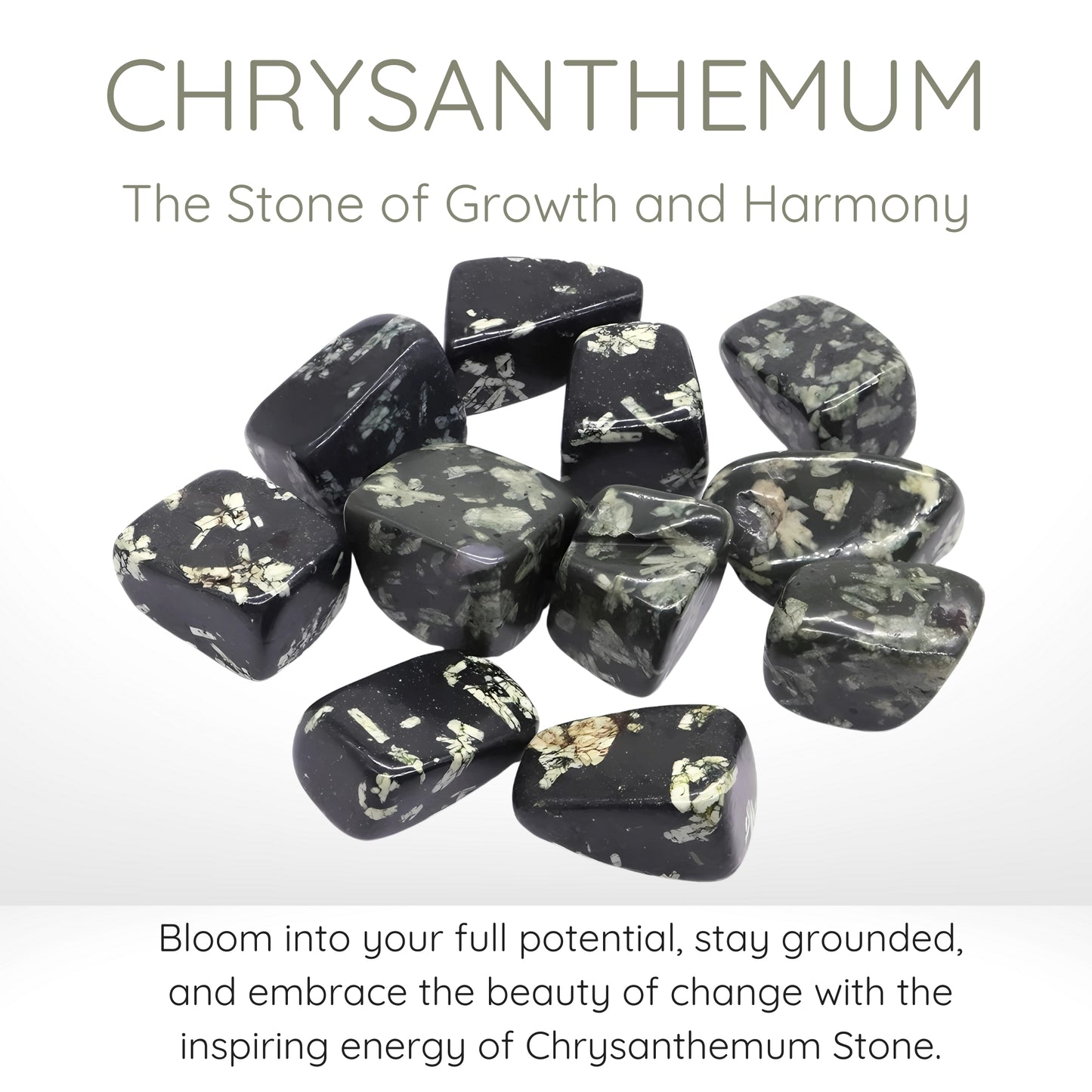 Chrysanthemum Stone Crystals